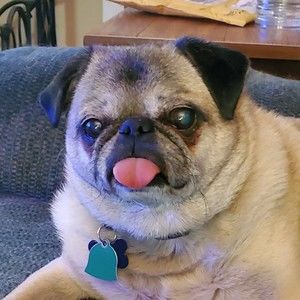 Meet your Posher, Posh